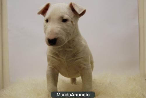 Camada de Bull terrier\' machos y hembras\'