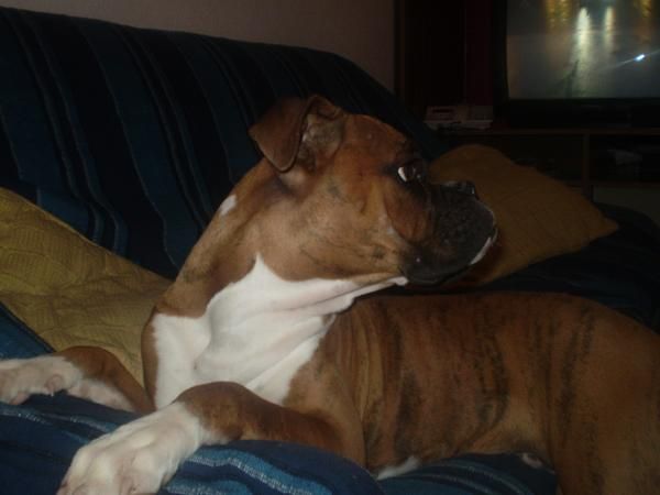 CAMBIO BOXER MACHO 9 MESES