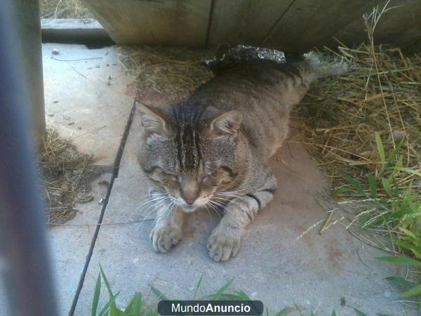 gato pocholo busca una familia