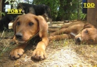 TOD y TOBY - cachorros 3 MESES - mejor precio | unprecio.es
