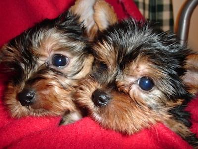 TRES DULCES CACHORROS YORKIE PARA ADOPCION