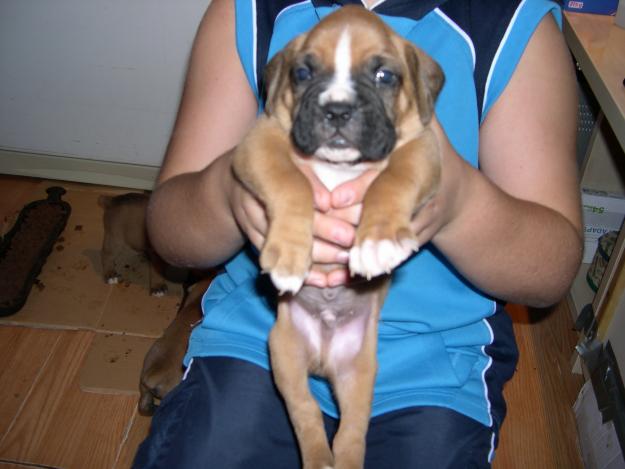 Vendo cachorritos de Boxer 200€