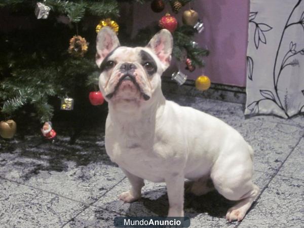 BULLDOG FRANCES PARA MONTAS