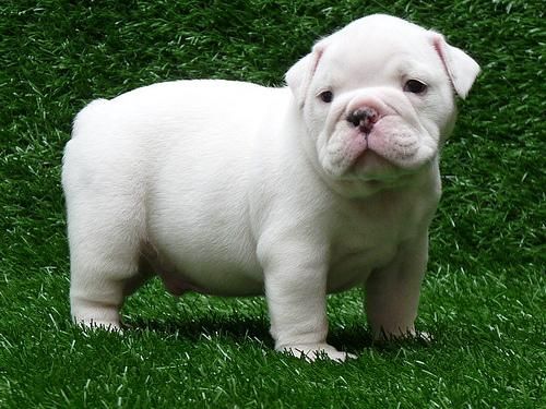 Cachorritos de Bulldog Ingles de 1ª Calidad con las Mejores Garantias