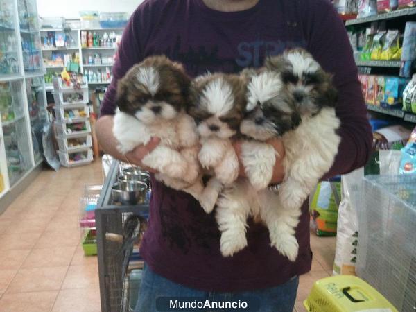 CACHORRITOS DE SHITZU, PRECIOSOS 338 EUROS