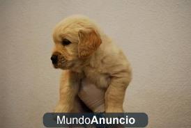 cachorros de golden retriever