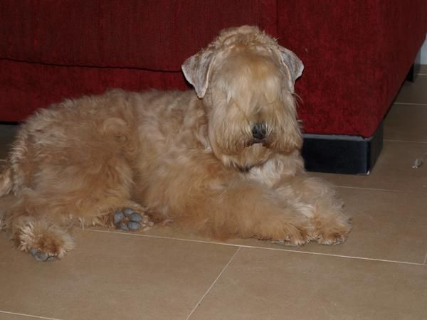 Cachorros de terrier irlandes de pelo suave