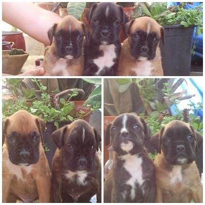 camada de boxer con excelente pedigree