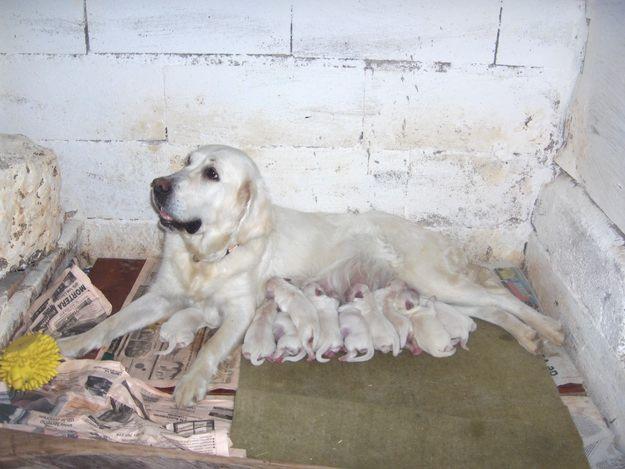 CAMADA GOLDEN RETRIEVER