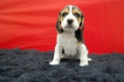 camadita de beagle, cachorros de buena linea - mejor precio | unprecio.es