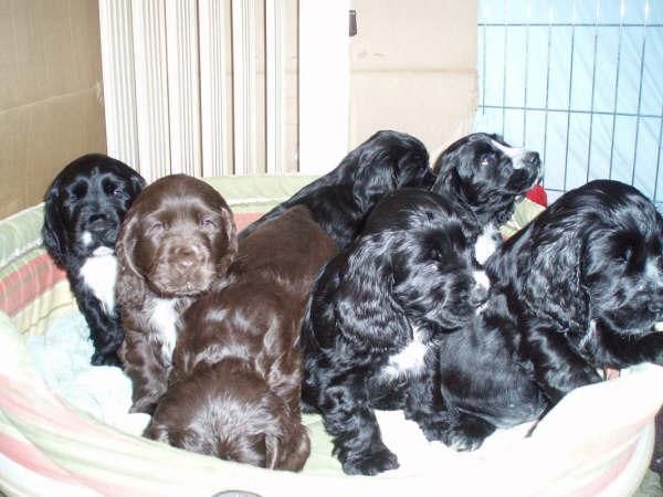 COCKER SPANIEL CHOCOLATE