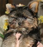 dos yorkshire terrier