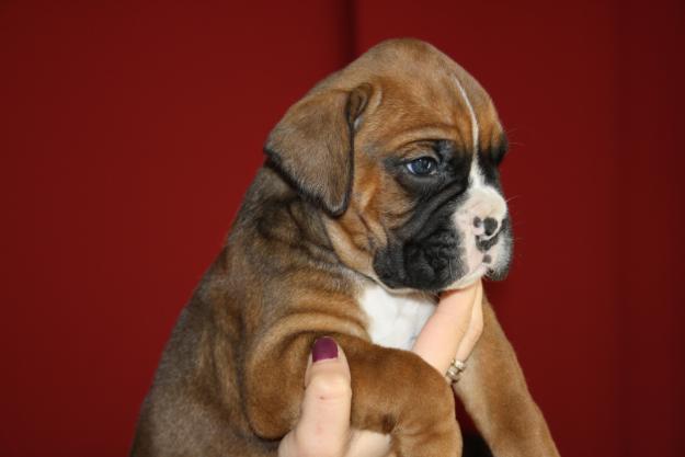 excelente camada de boxer con pedigree