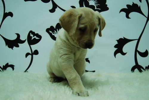 LABRADOR -- CACHORROS DE CAPRICHO (DISPONIBLES MACHOS Y HEMBRAS)