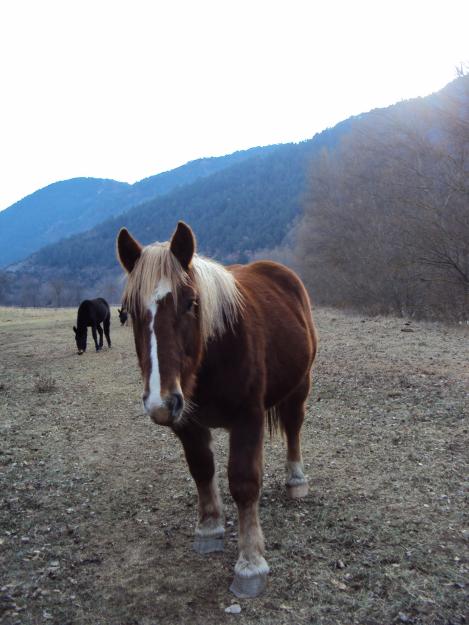 Vendo CABALLOS y MULOS