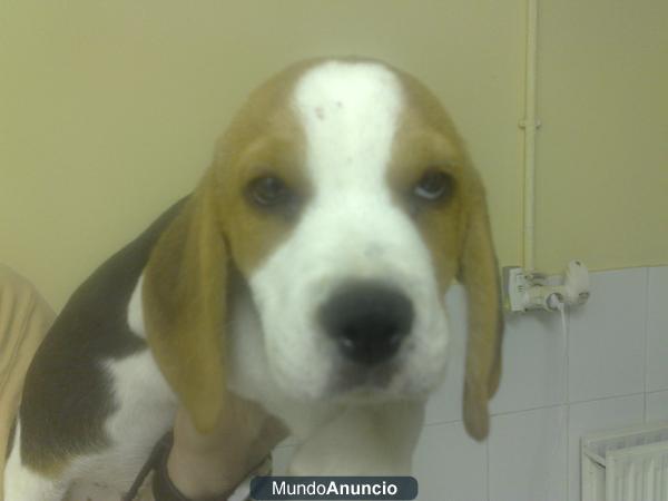 Bonitos Beagles Pedigree