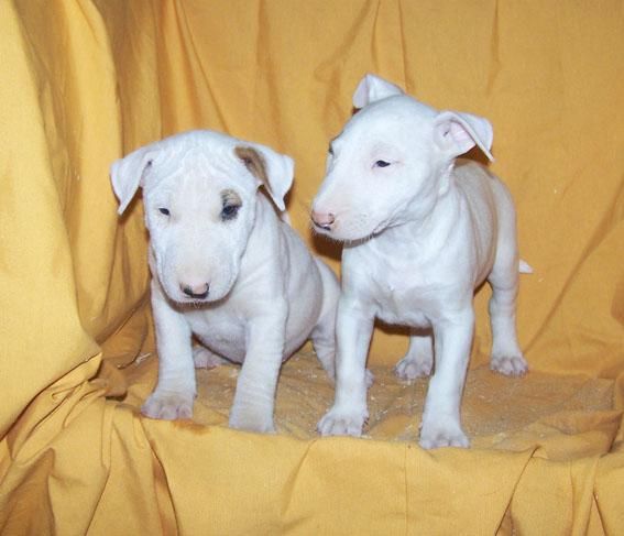 BULL TERRIER - CACHORROS DE COLOR BLANCO DE GRAN MORFOLOGIA