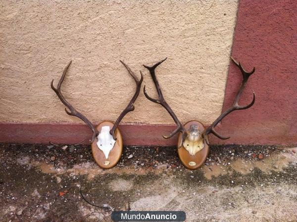 Cuernos de Venado, Ciervo, Waterbuck,Impala