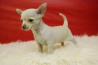 Excelentes cachorritos de chihuahua, super enano - mejor precio | unprecio.es