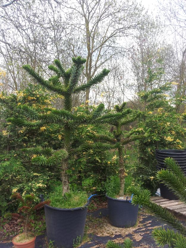 araucaria araucana