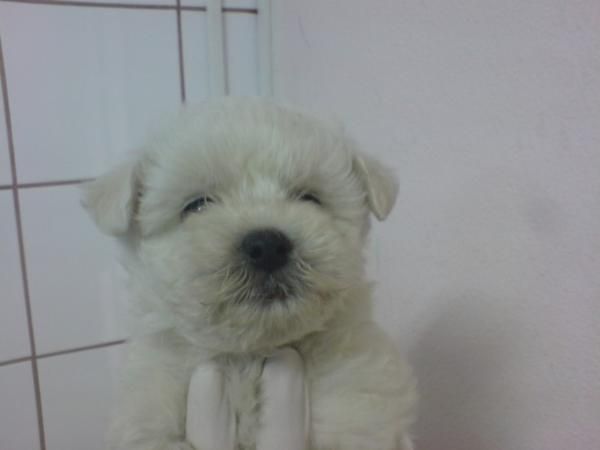 BICHON MALTES, perros, cachorros, criadero, venta.   Preciosa camada, se entrega a partir de los 2 meses. Somos un criad