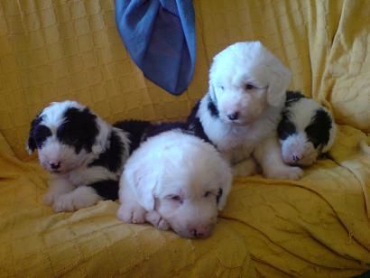 BOBTAIL cachorros 300 euros