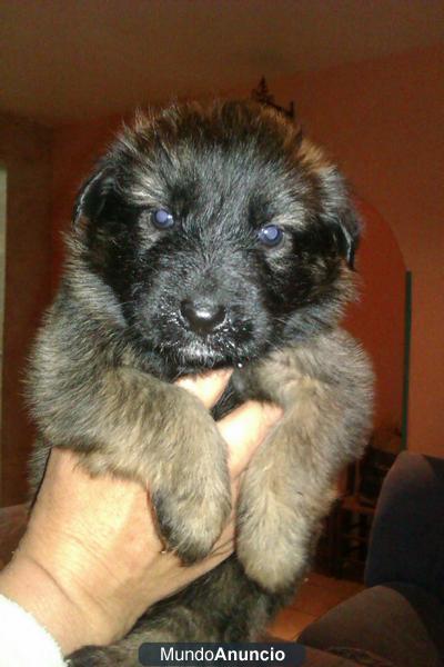 cachoritas  de pastor aleman