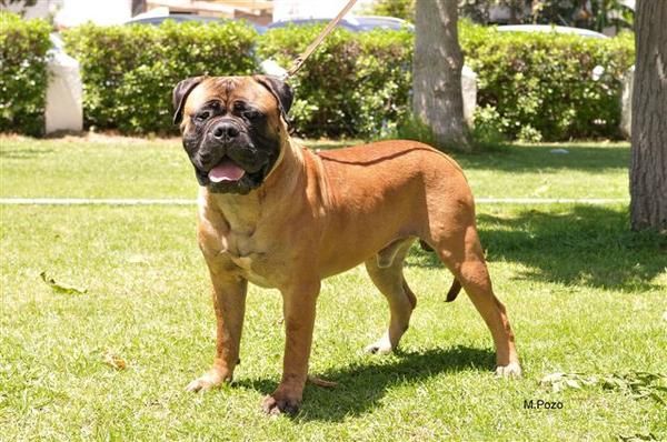 cahorros de bullmastiff