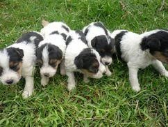 FOX TERRIER, CHIHUHUA, YORKSHIRE TERRIER TOY, COCKER INGLES, BULLDOG INGLES, SHARPEI, CHOW CHOW, BOXER, DALMATA, BULLDOG