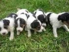 FOX TERRIER, CHIHUHUA, YORKSHIRE TERRIER TOY, COCKER INGLES, BULLDOG INGLES - mejor precio | unprecio.es