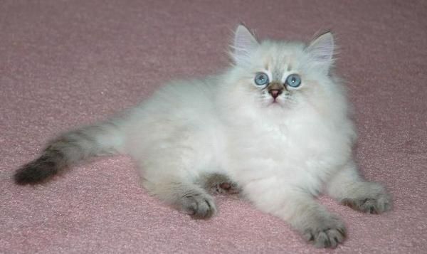 Gatitos siberianos blancos para los hogares que cuidan