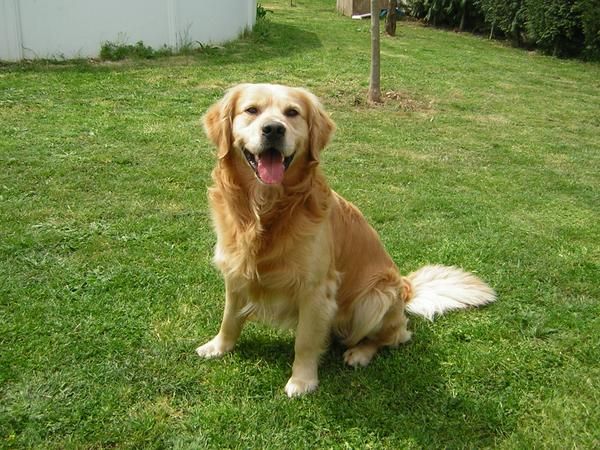 Golden, Nietos campeón del mundo de belleza