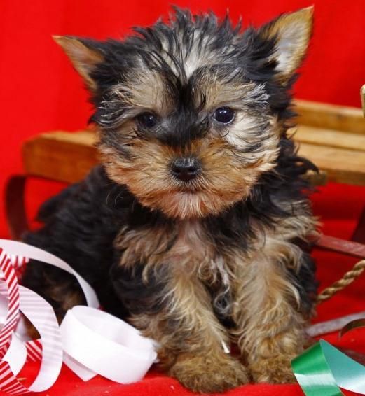 Inicio plantear cachorros Yorkshire terrier disponibles para Navidad.