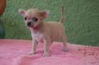 quiero un chihuahua!!! - mejor precio | unprecio.es