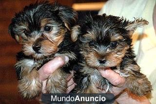 REGALO CACHORROS TOY , DE YORKSHIRE TERRIER 247