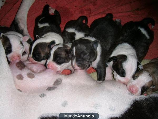 VENDO PIT BULLS