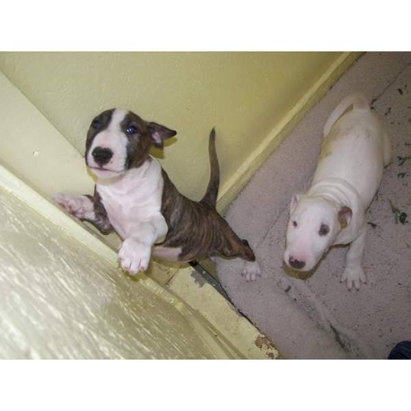 BULL TERRIER CACHORROS PARA SU ADOPCIÓN