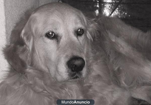 Busco Novia Golden Retriever para un precioso Golden R.