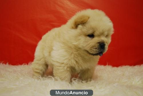 CACHORROS CHOW CHOW DE GRAN CALIDAD