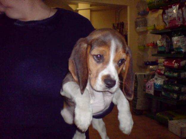 CACHORROS DE BEAGLE, EXCELENTES 450 EUROS