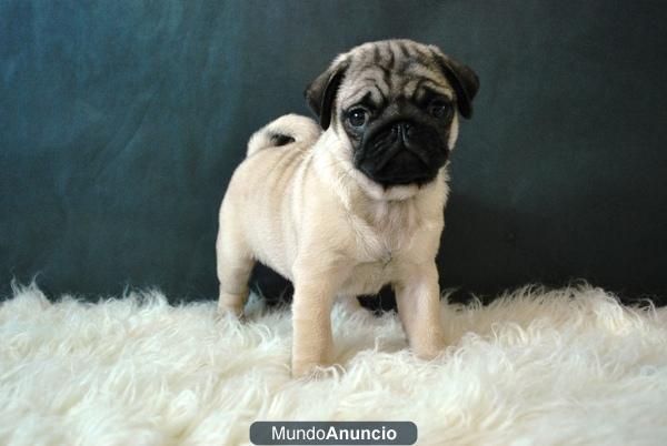 Carlino Pug , ejemplares de calidad , somos residencia canina con centro de adiestraiento