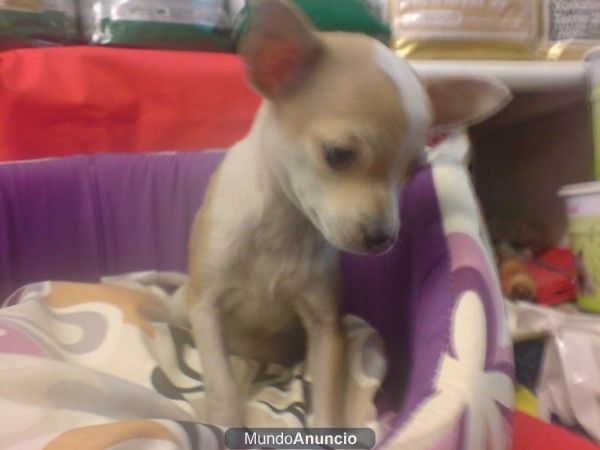 CHIHUAHUAS PERROS IDEALES PARA PISOS Y APARTAMENTOS, , perros, cachorros, criadero, venta.