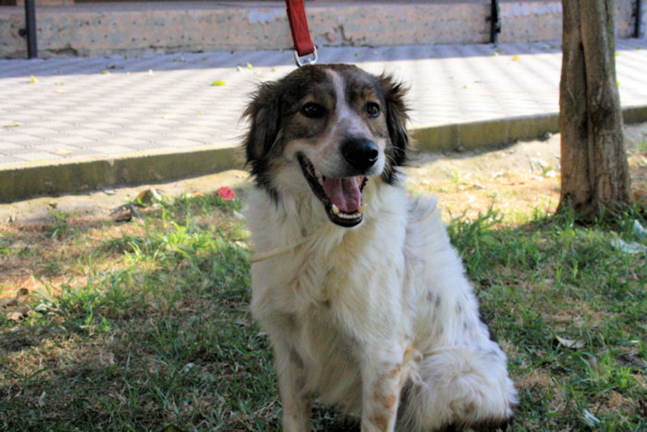 COCO LUCAS, perro ideal para familias con niños