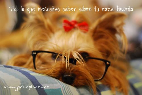 Foro Yorkshire Terrier