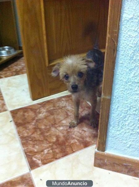 En adopción afable perrita cruce de Yorkshire