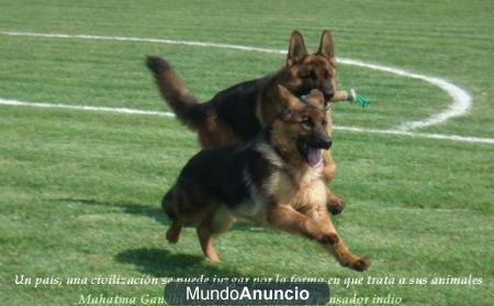 *Paseadora & Canguro Canina / Dog Walker & Pet sitting *