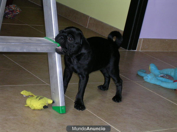 Cachorro de carlino