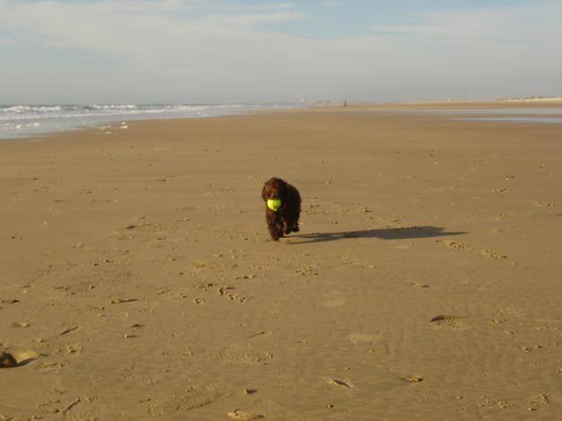 cachorro de perro de agua