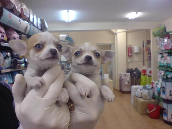 CACHORROS DE CHIHUAHUA, EXCELENTES 650 EUROS