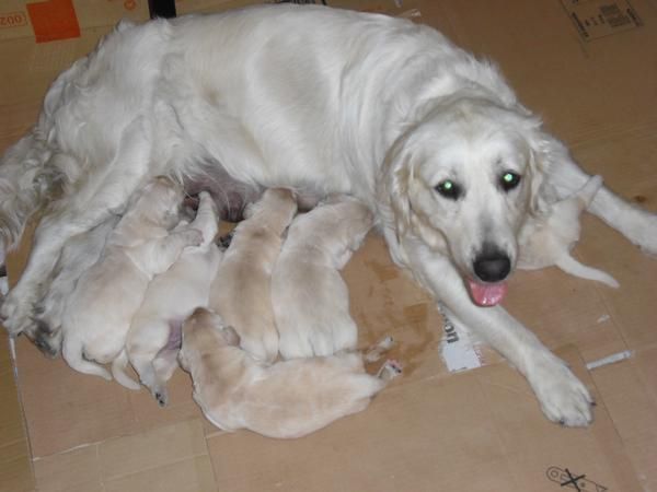 cachorros de golden retriever